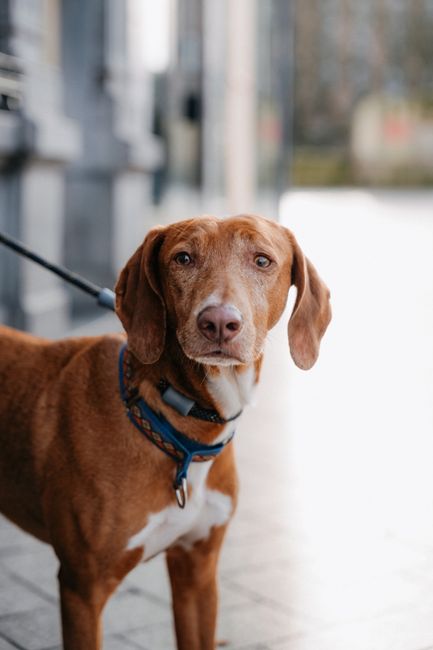 A brown dog with floppy ears and expressive eyes standing on a paved walkway near the entrance of a property. The dog is wearing a blue collar with a patterned design and is attached to a leash held by someone outside the frame. In the background, there is a modern building with glass windows and a blurred outdoor environment, suggesting a residential area. The scene is well-lit with natural light, indicating daytime. This image is related to house removals and relocation services, as it reflects a typical scene during a move involving pets being present during the process, which Man with Van Holland Park expertly manages during home relocation and furniture transport activities.